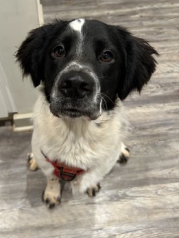 Australian Shepherd – 1.5 years Auissie Shepard mix
