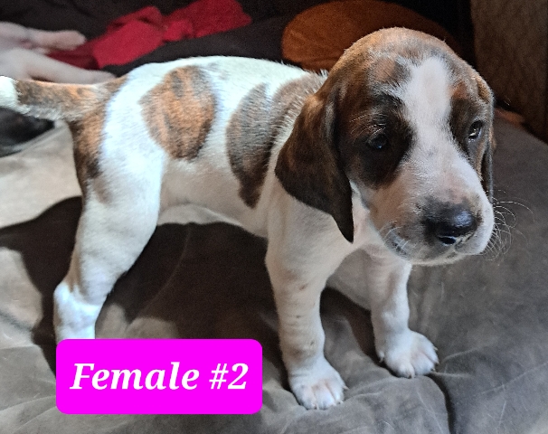 Mountain Cur – 4 Darling Hound Puppies for Sale