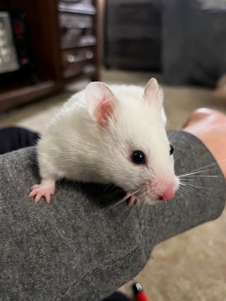 Any – White Syrian Hamster