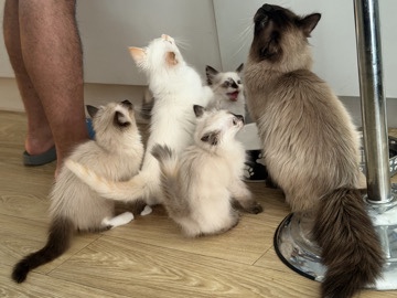 Ragdoll – Ragdoll kittens – Barking