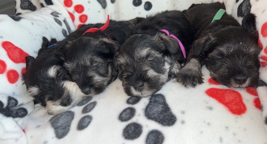 Miniature Schnauzer – akc miniature schnauzers