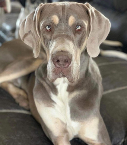 Great Dane – akc male Great Dane