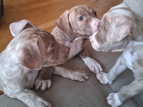 Mixed Breed – Cane Corso X American Staffordshire – Greater London
