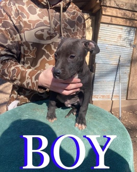 American Staffordshire Terrier – Pitts for sale!