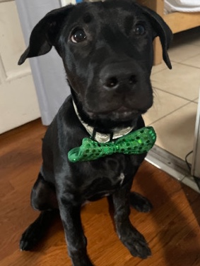 Labrador Retriever – 5 month old Black Labrador