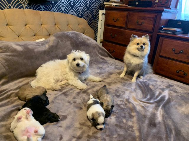 Pomeranian – Maltipom puppies for sale