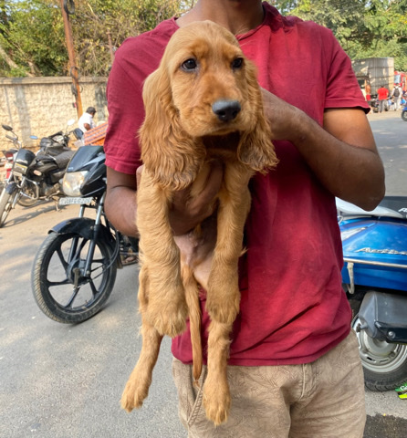 English Cocker Spaniel – English Cocker Spaniel for sale