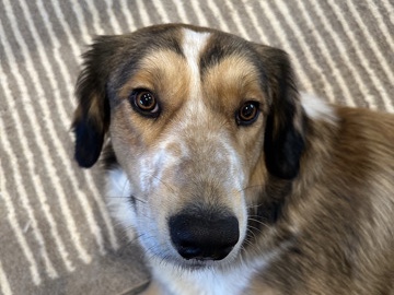 All - Re-home Auggie  available for adoption in Clarksville