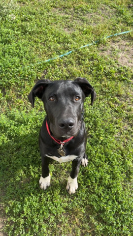Great Dane – 8mo. Great Dane/Lab Rehome