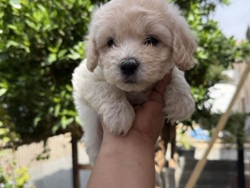 Maltese - rehome available for adoption in London
