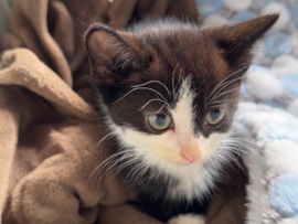 American Shorthair – black and white kitten – Cambridge