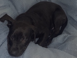 Labrador Retriever – Black Labrador