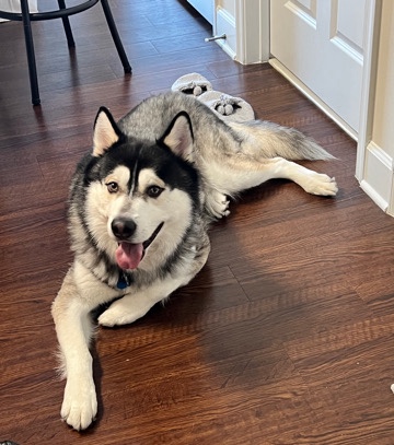 Siberian Husky – well raised 100% Siberian husky