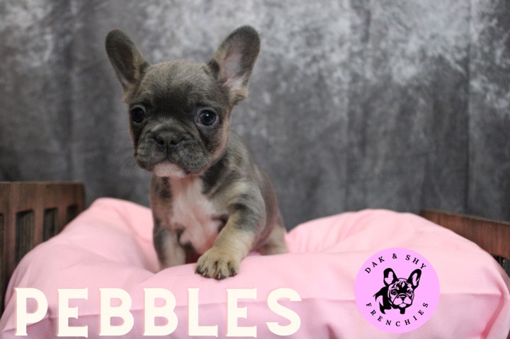 French Bulldog – Frenchie fluffy carrier
