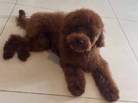 Poodle - female poddle dog available for adoption in Dubai