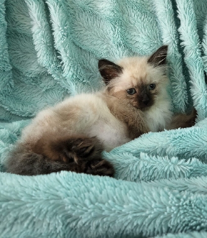 Siamese – Princess Lola