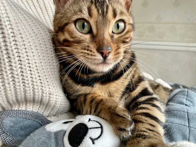 Bengal – 🥇🏆😍Stunnin Pedigree Glitter Luxury Bengal Beauty🏆🥇