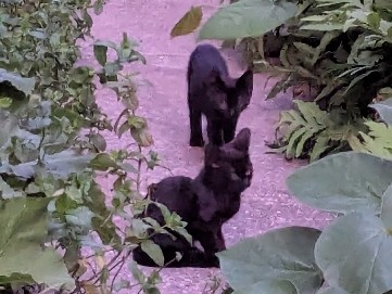 American Shorthair – Two Free Black Kittens – Lancaster