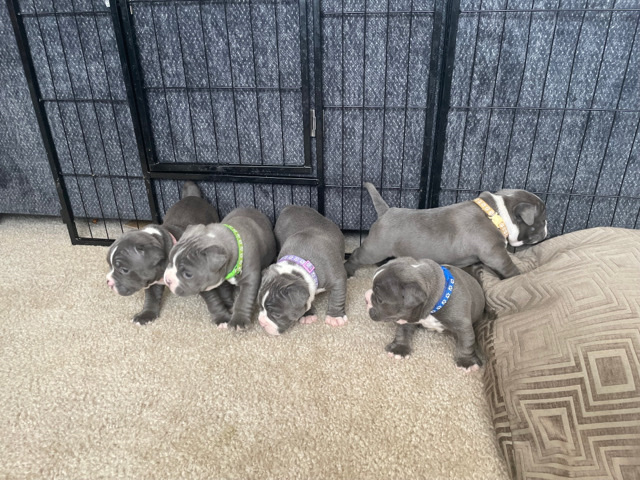 American Bulldog – Exotic micro bully puppies