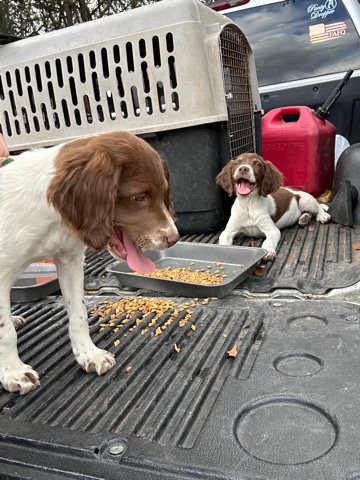 Brittany – Brittany spaniels!