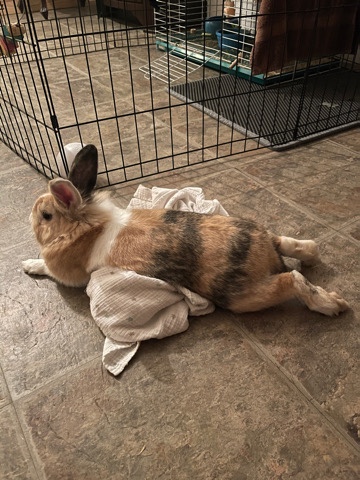 Thumper