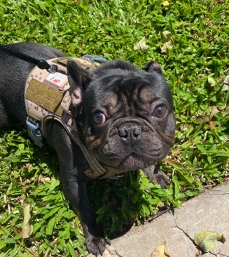 French Bulldog – Black Brindle French Bulldog