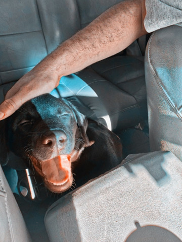 Labrador Retriever – year old chocolate lab