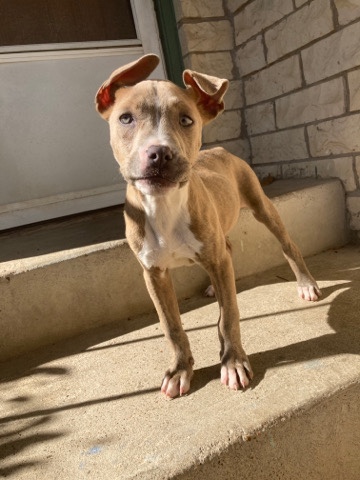 American Pit Bull Terrier – red nose pitbull puppy