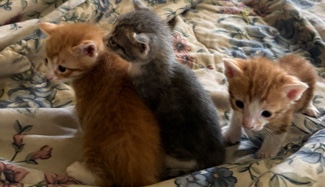 for sell cats