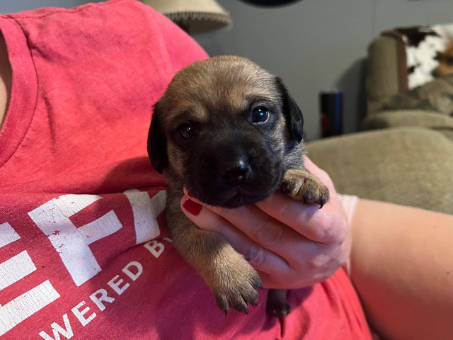 Chihuahua – Chiweenie