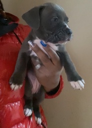 XL Bully