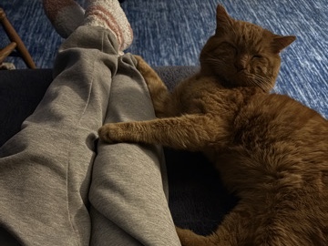 orange male cat – Buckeye Lake