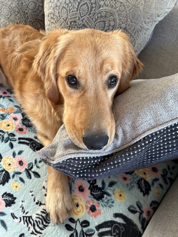 Golden Retriever – sell