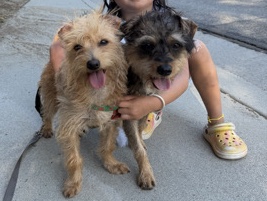 English Toy Terrier (Black & Tan) – Rehome for 2 terrier mix for life hardship – Fountain Valley