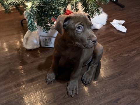 Labrador Retriever – puppy for sale – San Antonio