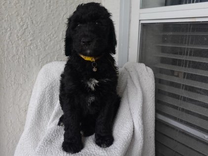 Doodle – girl doodle puppy available – Atlanta