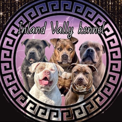 American Bulldog – come join the inland valley kennels family