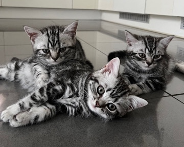 British Shorthair – silver tabby British shorthair Boy