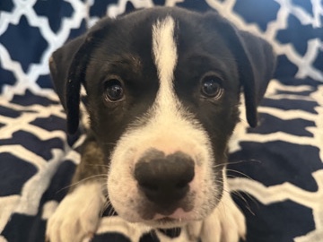 Siberian Husky – husky/pitbull puppy – Paulding