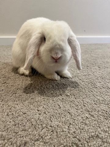 Holland Lop – Holland Hop bunny white