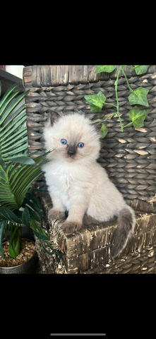 Ragdoll – Ragdoll Kittens