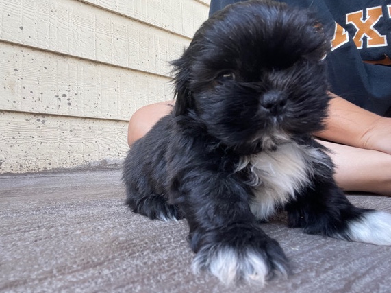 Shih Tzu – Shih tzu male puppy