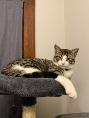 Russian White, Black and Tabby – Rehoming Cat
