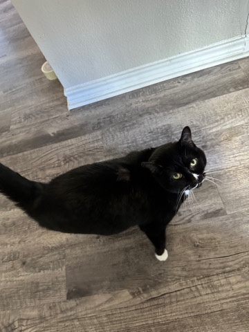 Rehoming my sweet cats!