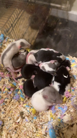 Adorable Baby Rats for Sale