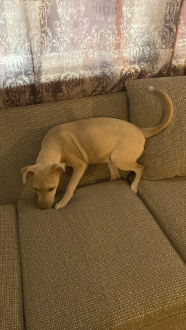 American Pit Bull Terrier – Pitbull Mix(Husky, Pitbull and mutt mix)