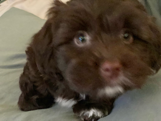 Havanese – Selling puppy recently purchased