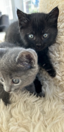 baby kittens