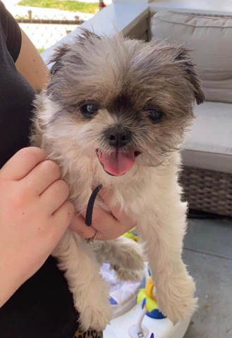 Shih Tzu – shih tzu