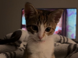 Others - FREE KITTEN available for adoption in San Antonio